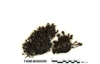 藏品(截葉真苔)的圖片